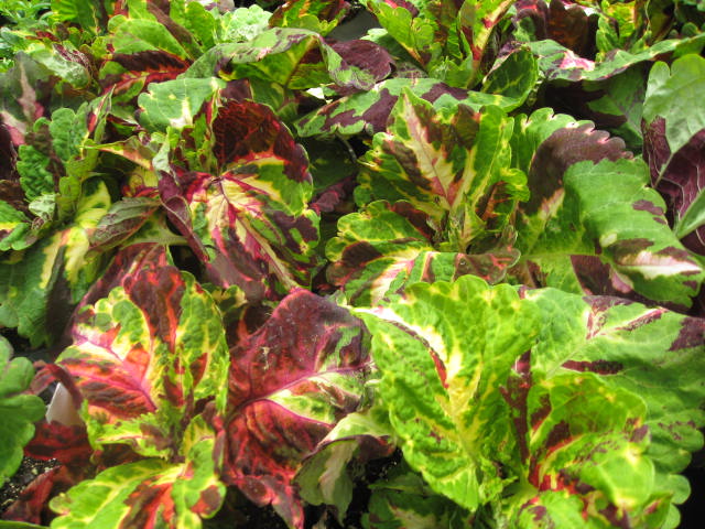 Solenostemon scutellarioides 'Kong Series' / Kong Coleus