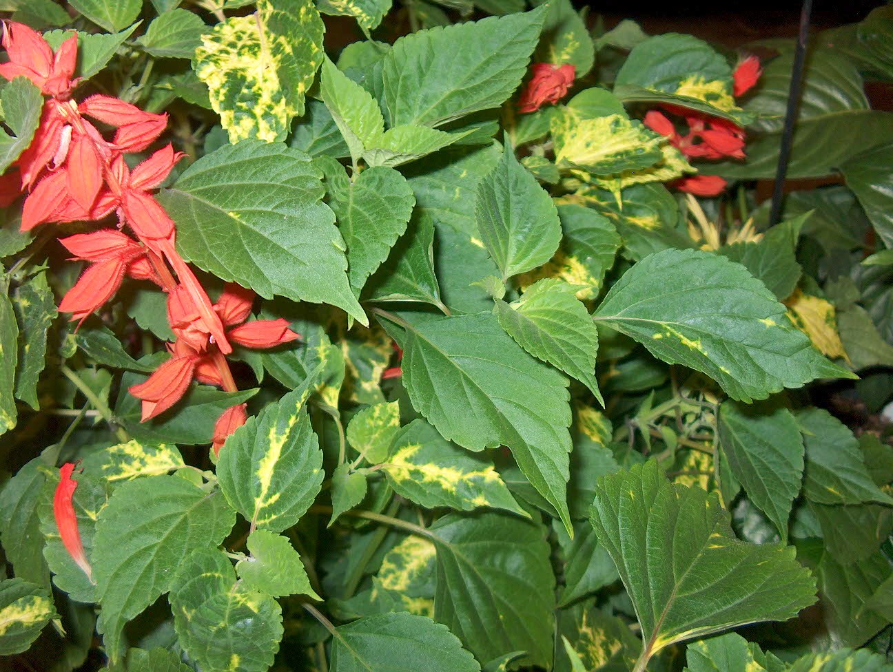 Salvia splendens 'Dancing Flame' / Dancing Flame Salvia