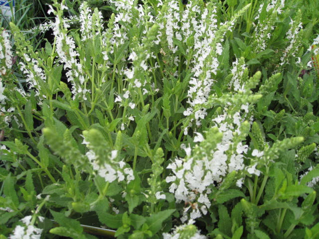 Salvia nemorosa 'Snow Hill' / Salvia nemorosa 'Snow Hill'