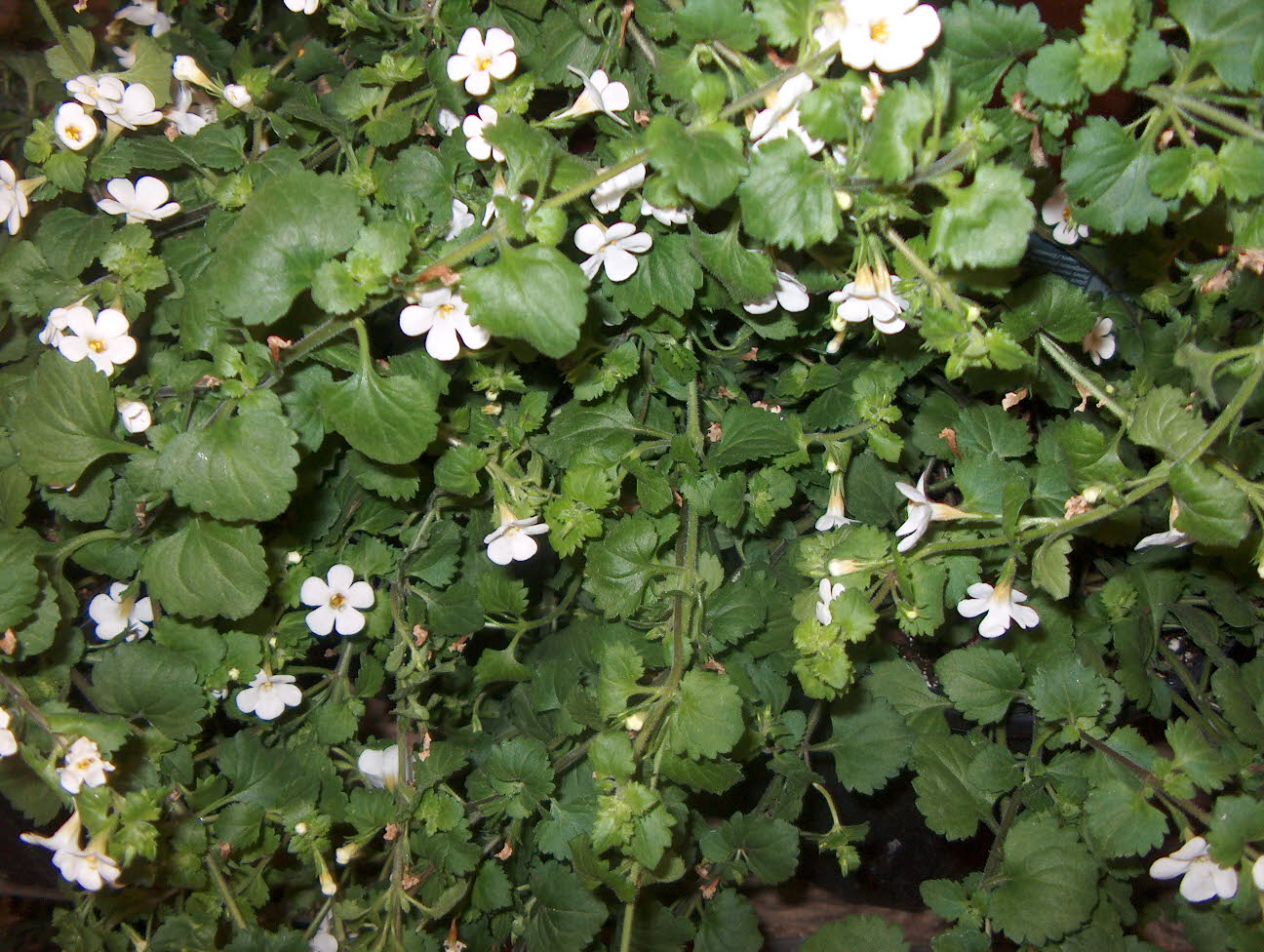 Sutera cordata 'Snowflake' / Sutera cordata 'Snowflake'