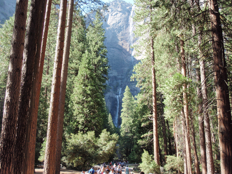 Sequoiadendron giganteum   / Sequoiadendron giganteum  