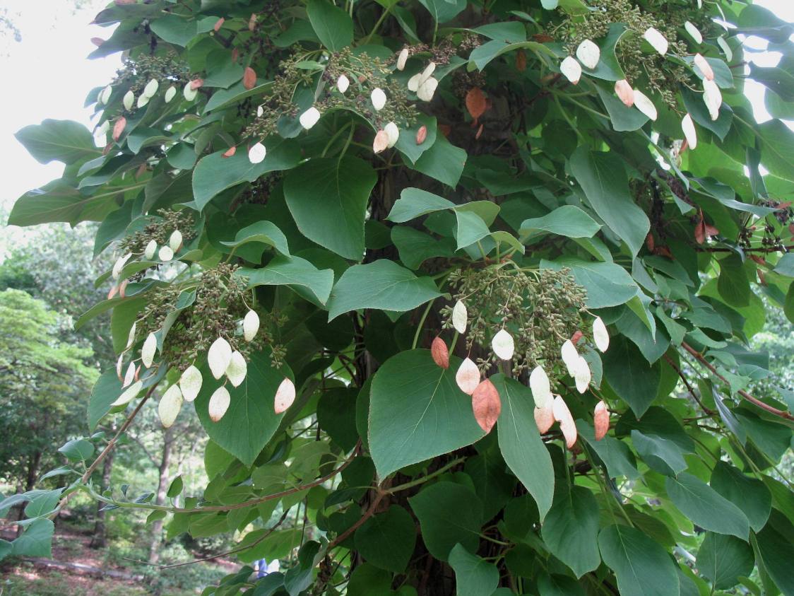 Schizophragma hydrangeoides / Japanese Hydrangea Vine