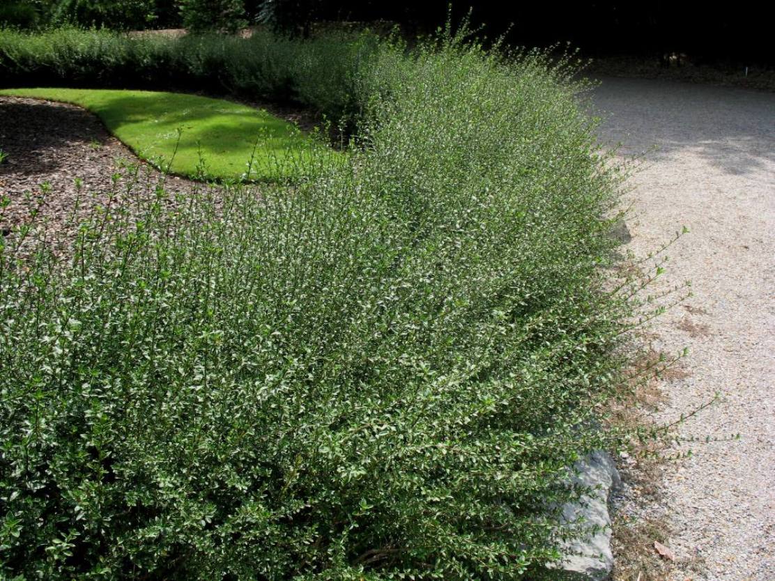 Serissa foetida 'Variegata'  / Serissa foetida 'Variegata' 