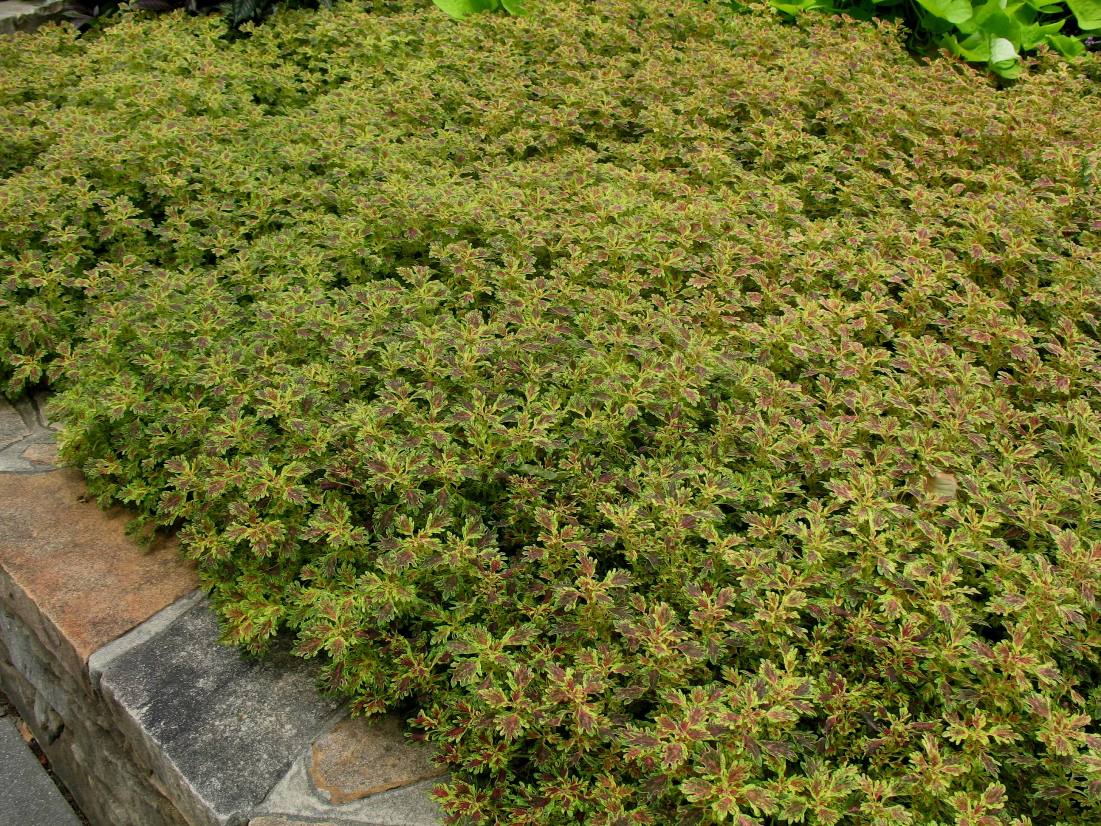 Solenostemon scutellarioides 'Ruby Ruffles'  / Ruby Ruffles Coleus or Painted Nettle