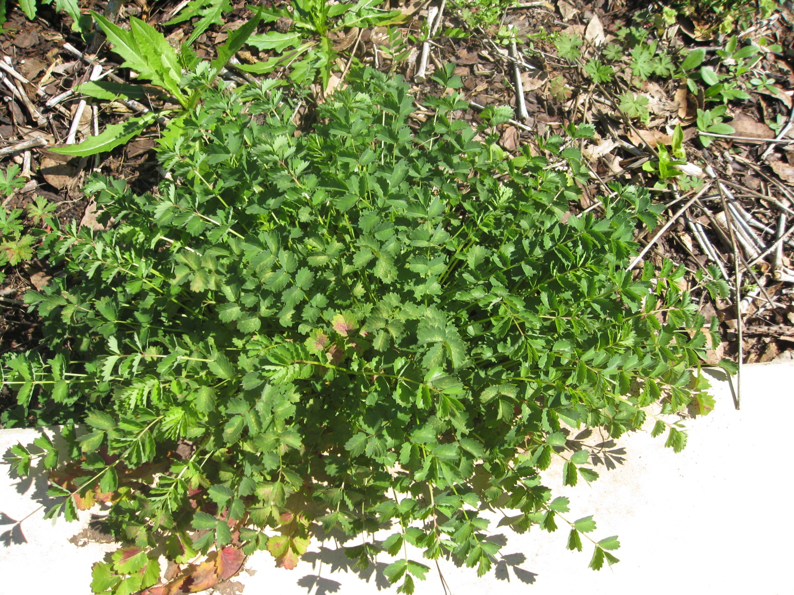 Sanguisorba minor / Salad Burnet