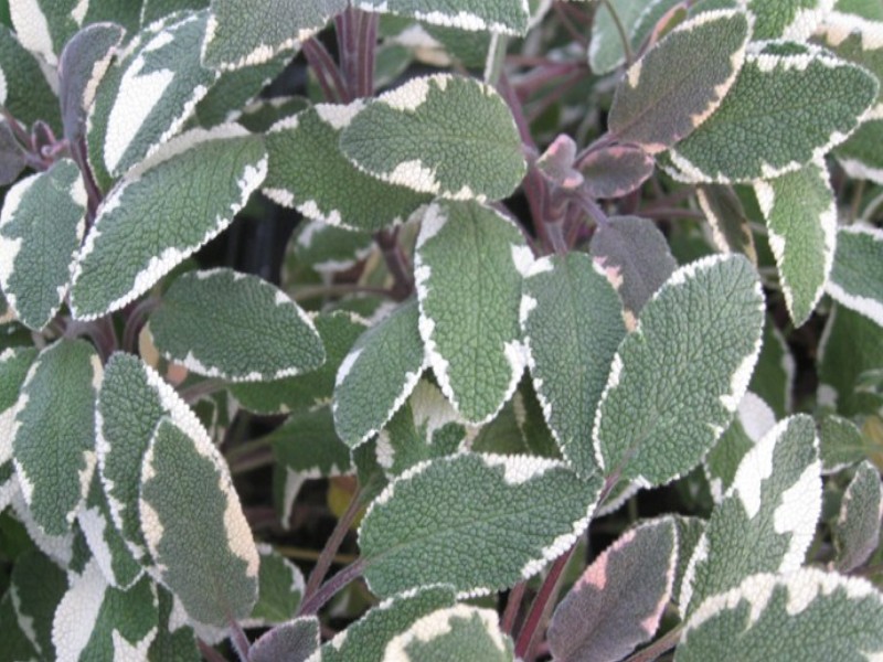 Salvia officinalis 'Tricolor'   / Tricolor Sage