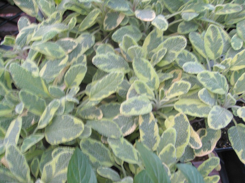 Salvia officinalis 'Icterina'   / Golden Sage