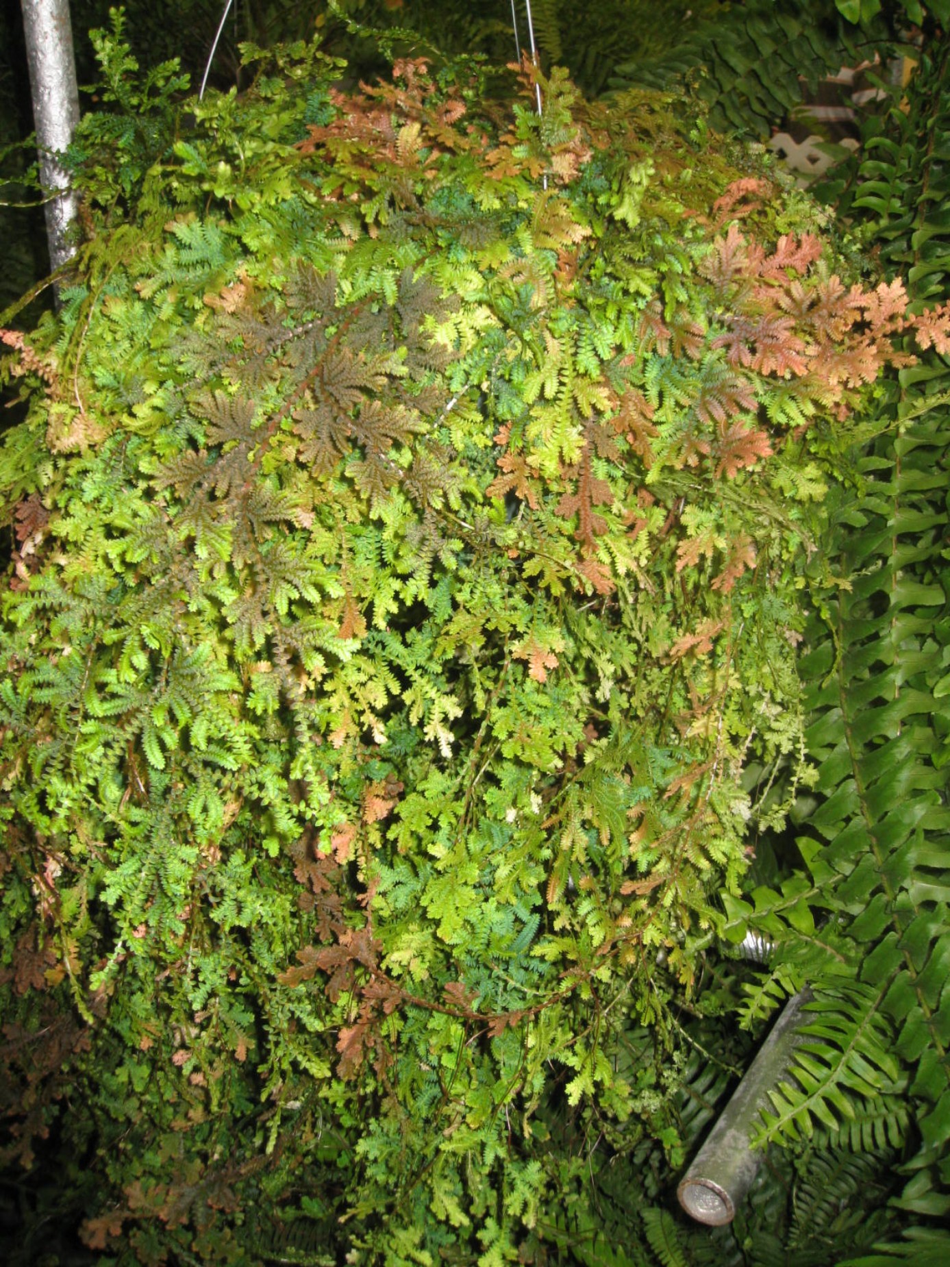 Selaginella willdenovii / Selaginella willdenovii