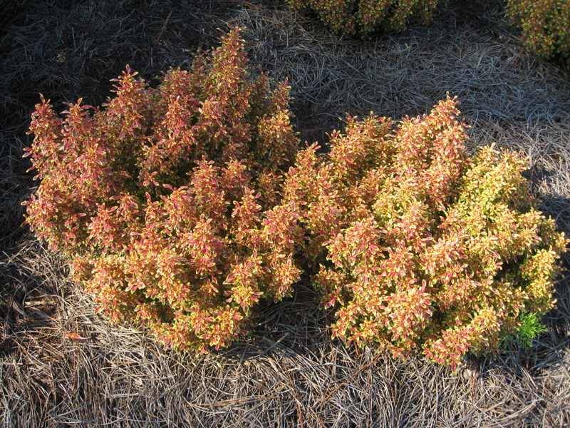 Solenostemon scutellarioides 'Tiny Toes' / Tiny Toes Coleus