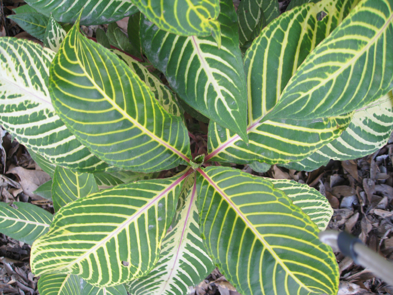 Sanchezia speciosa   / Sanchezia speciosa  