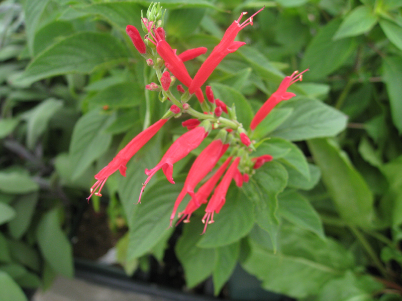 Salvia elegans  / Pineapple Salvia