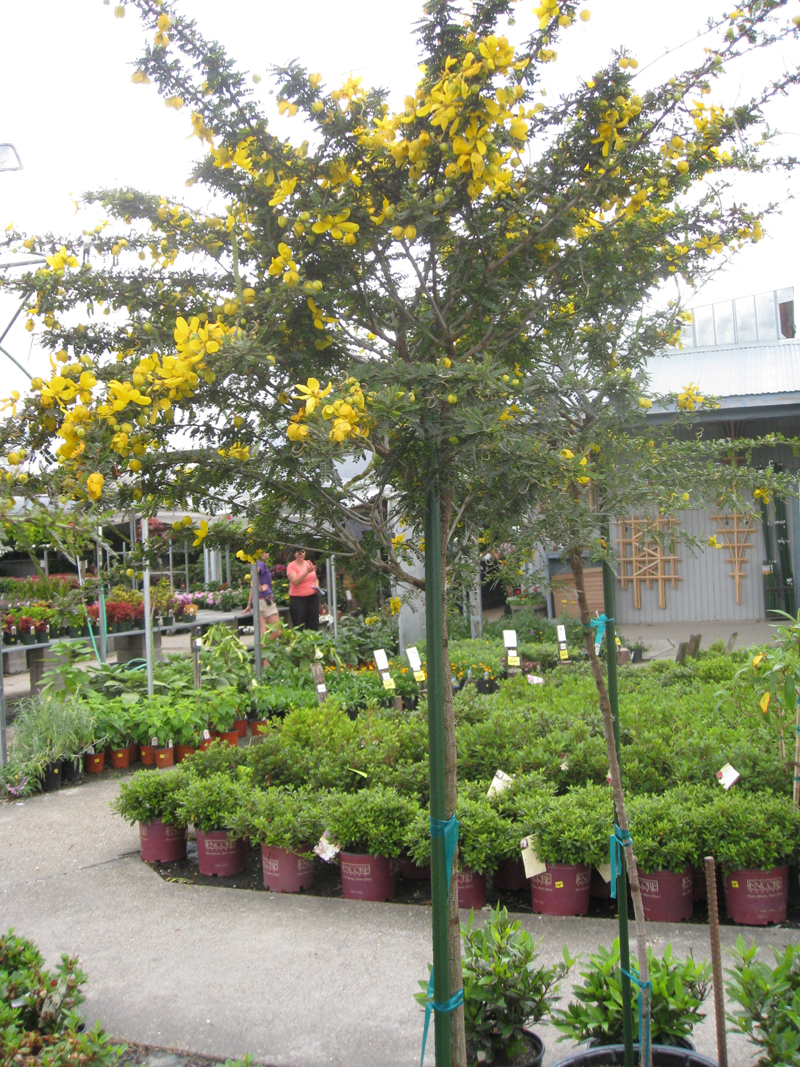 Senna polyphylla   / Desert Cassia