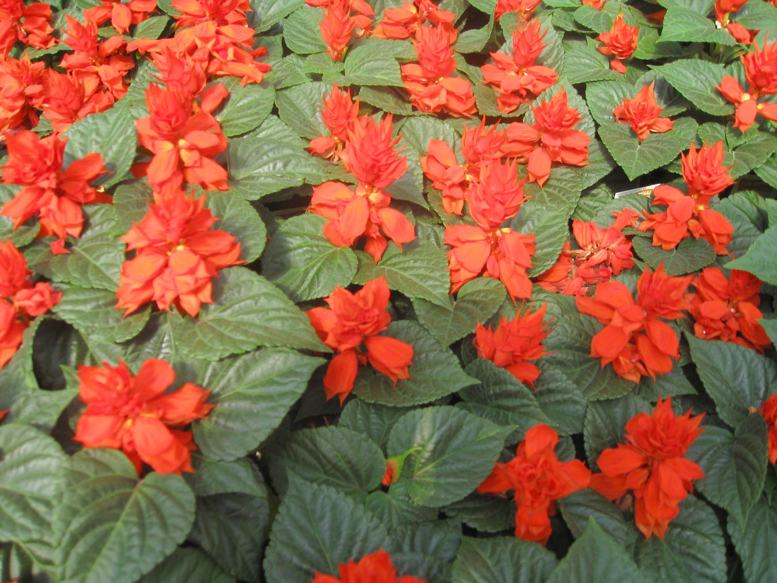 Salvia  splendens  'Dwarf Red' / Dwarf Red Salvia