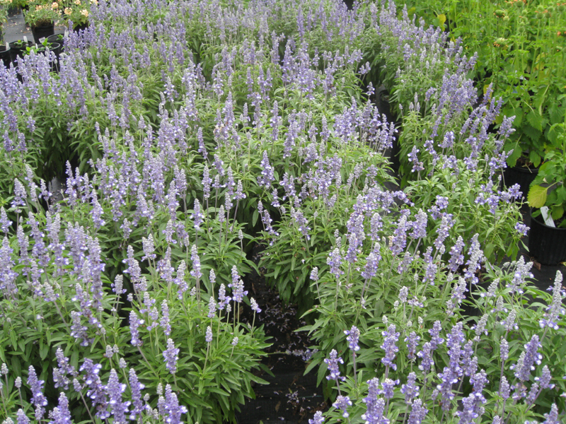 Salvia farinacea ‘Fairy Queen' / Salvia farinacea ‘Fairy Queen'