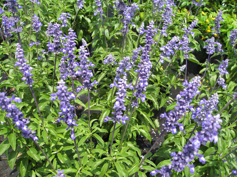Salvia farinaceae 'Mealy Blue'  / Salvia Mealy Blue or Victoria Blue