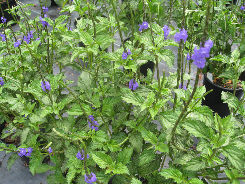 Stachytarpheta jamaicensis / Blue Porterweed