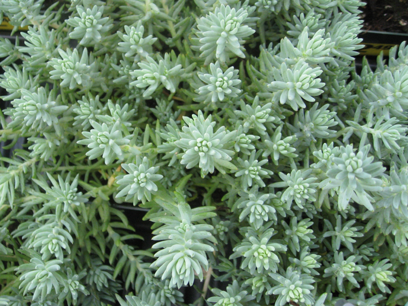Sedum reflexum  'Blue Spruce'    / Spruced-leaved Stonecrop