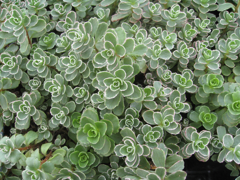 Sedum spurium / Sedum spurium