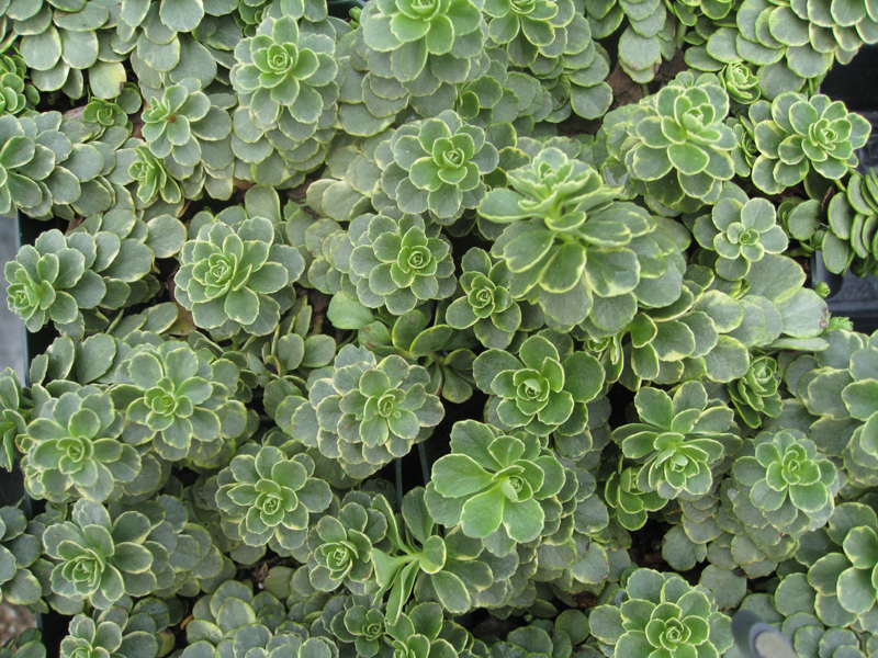 Sedum kamtschatium   / Sedum kamtschatium  