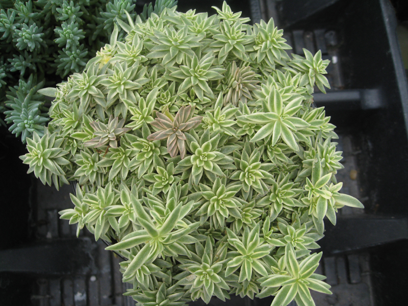 Sedum lineare 'Variegatum' / Variegated Sedum, Carpet Sedum