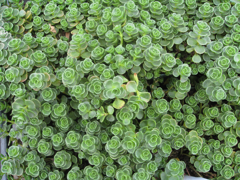 Sedum spurium 'John Creech' / John Creech Sedum