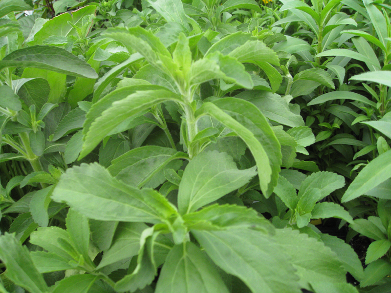 Stevia rebaudiana  / Sugar Plant