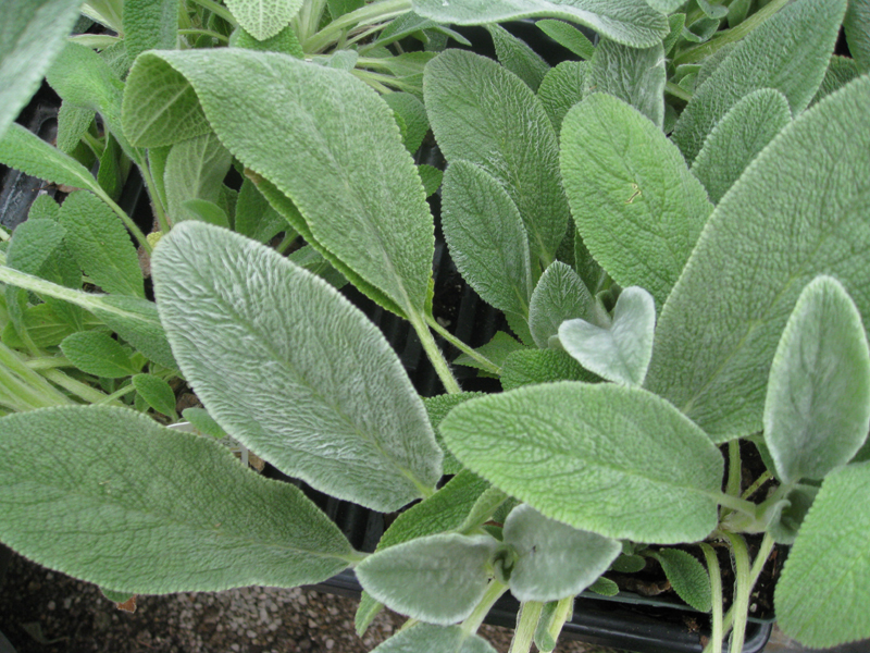 Stachys byzantina / Lamb's Ear