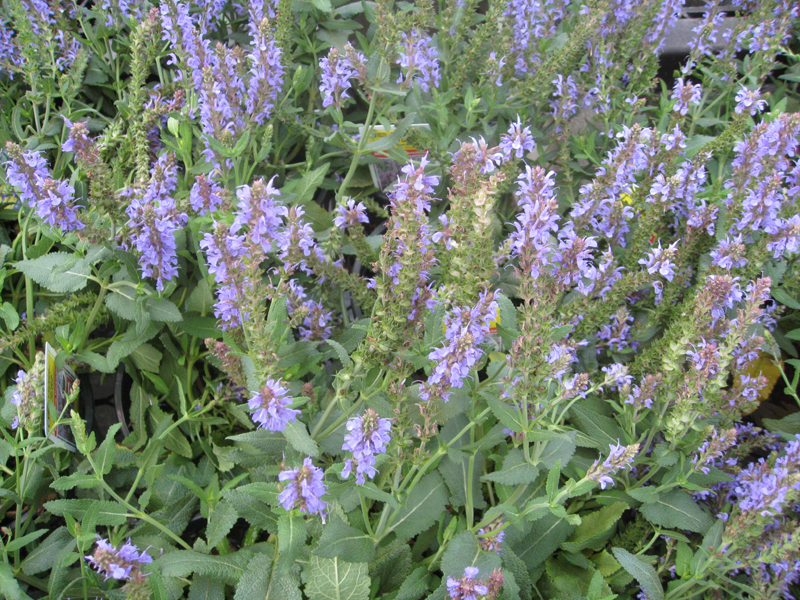 Salvia nemorosa 'Blauhugel'   / Salvia nemorosa 'Blauhugel'  