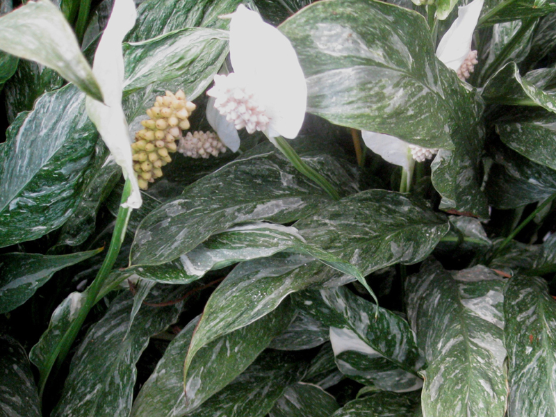 Spathiphyllum 'Domino' / Domino Spathiphyllum