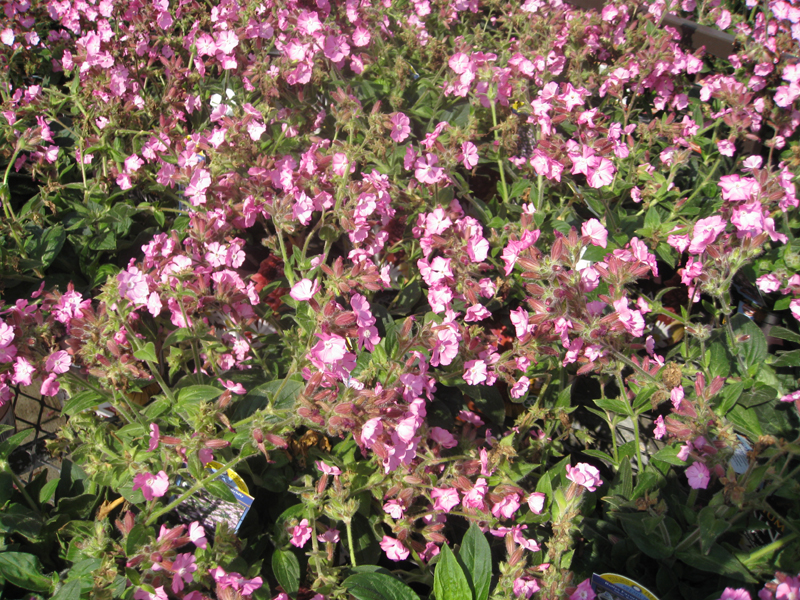 Silene 'Rolly's Favorite'   / Rolly's Favorite Catchfly