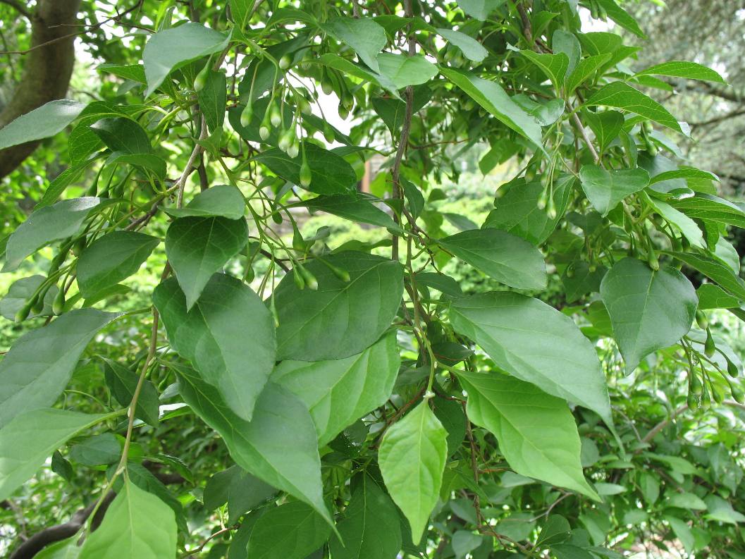 Styrax japonica 'Carillon' / Styrax japonica 'Carillon'