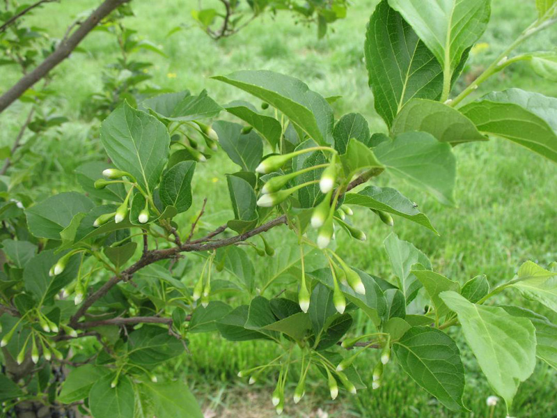 Styrax japonicus 'Emerald Pagoda'  / Emerald Pagoda Japanese Snowbell