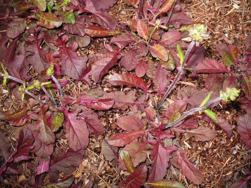 Salvia lyrata 'Purple Knockout' / Lyre-leaf Sage