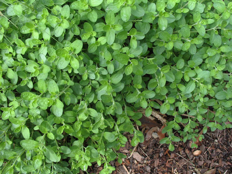 Scutellaria suffrutescens / Pink Texas Skullcap