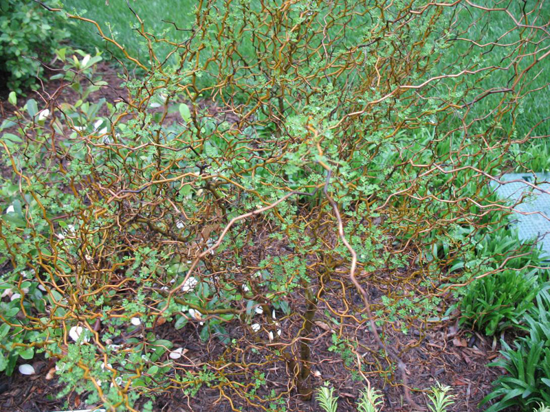 Sophora prostrata 'Little Baby'   / Sophora prostrata 'Little Baby'  