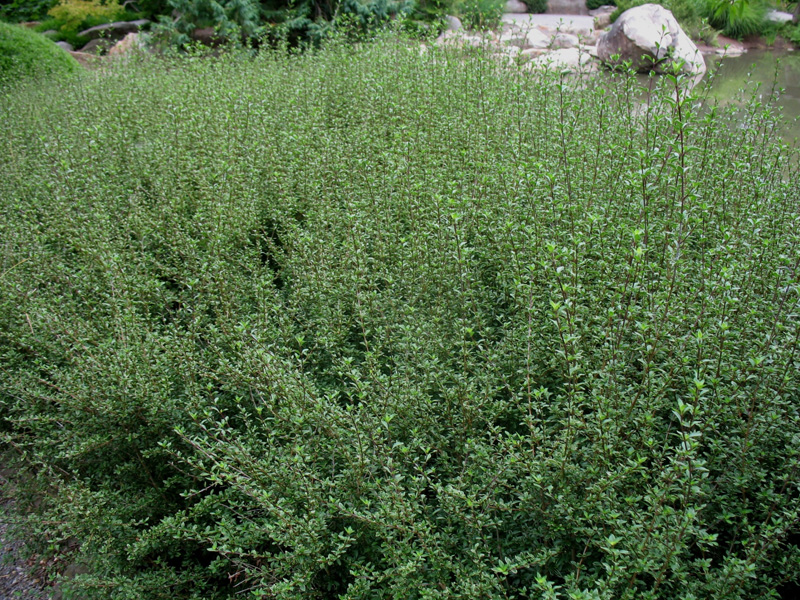 Serissa foetida 'Sapporo' / Yellow-rim, Snowrose