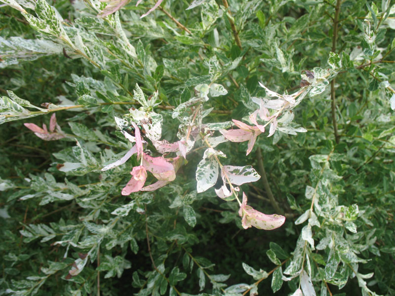 Salix integra 'Hakuro Nishiki' / Salix integra 'Hakuro Nishiki'