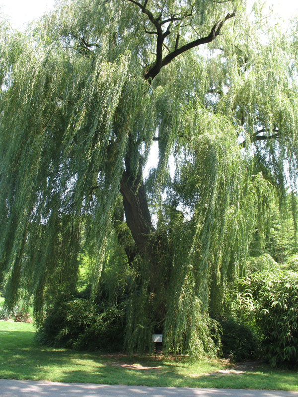 Salix alba 'Tristis'   / White Willow
