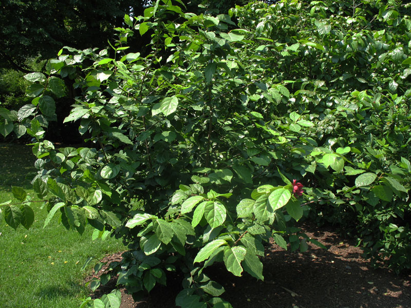 Sinocalycanthus raulstonii 'Hartlage Wine'   / Sinocalycanthus raulstonii 'Hartlage Wine'  