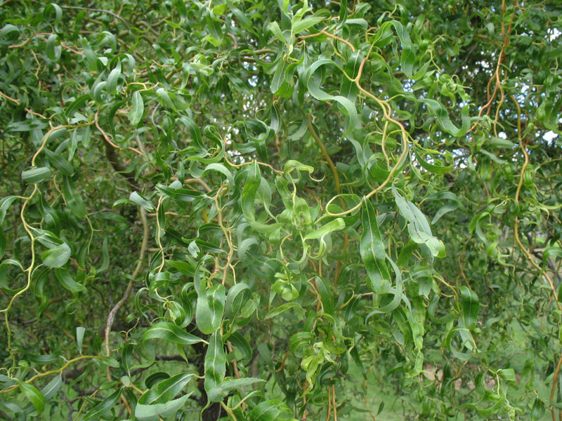 Salix matsudana 'Scarlet Curls'   / Salix matsudana 'Scarlet Curls'  