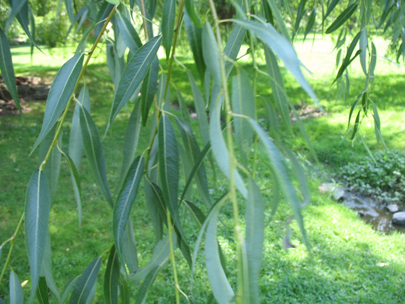 Salix x pendulina var. blanda   / Wisconsin Weeping Willow