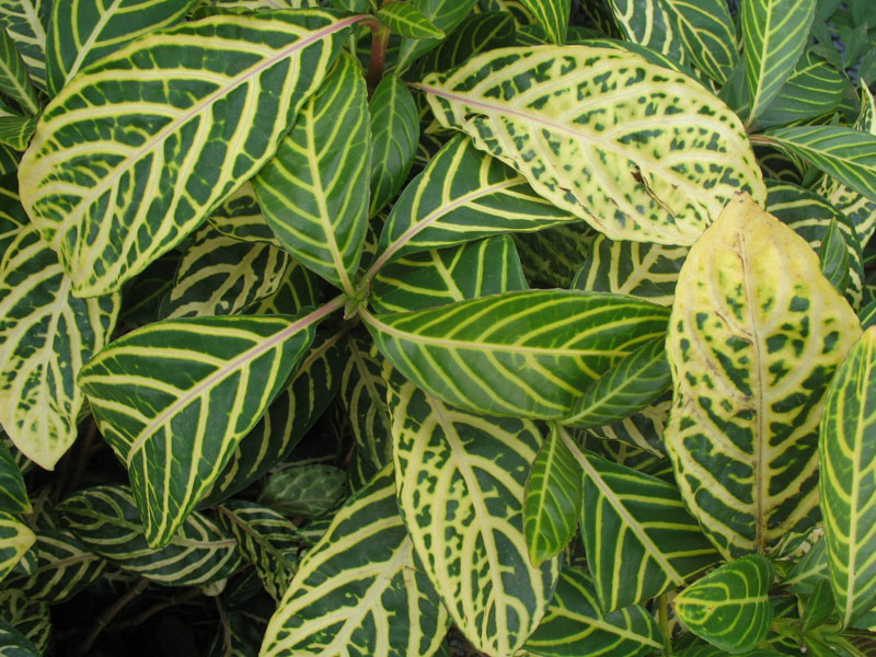 Sanchezia parvibracteata 'Ellen'  / Dwarf Sanchezia, Bright Golden Herringbone