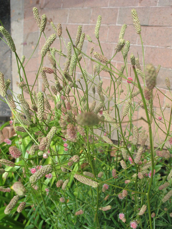 Sanguisorba officinalis 'Pink Tanna'    / Great Burnet