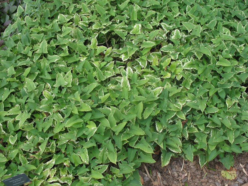 Salvia nipponica 'Fuji Snow' / Salvia nipponica 'Fuji Snow'