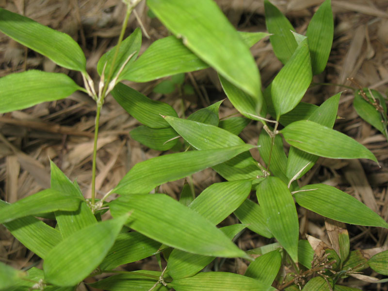 Shibataea kumasaca   / Ruscus Bamboo, Dwarf Bamboo