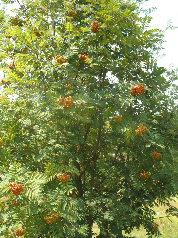 Sorbus scopulina  / Western Mountain Ash