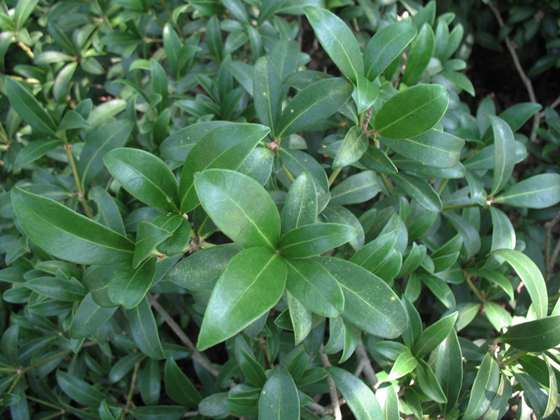 Skimmia reevesiana  / Skimmia reevesiana 