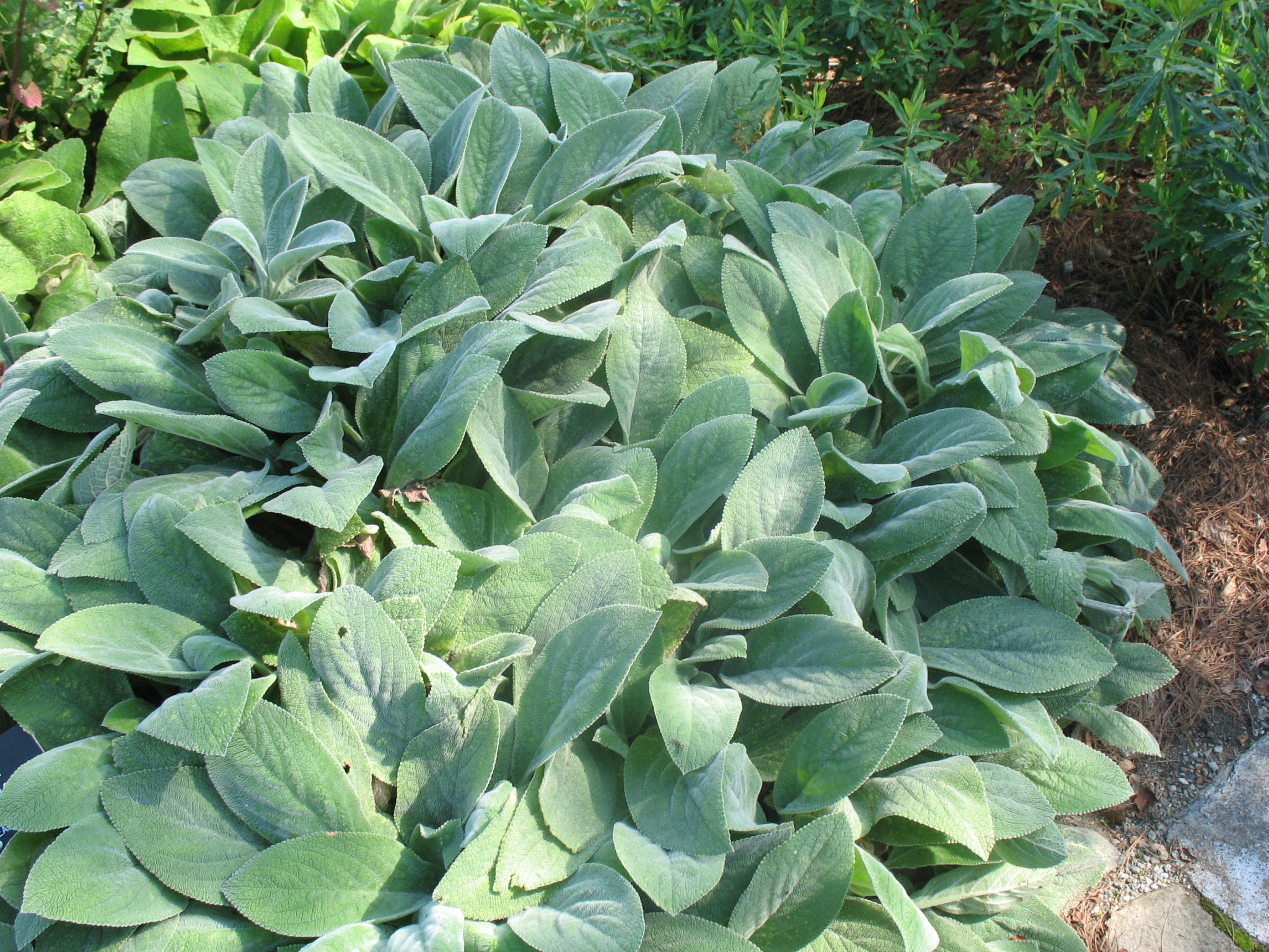 Stachys byzantina 'Countess Helen Von Stein'  / Lamb's Ears