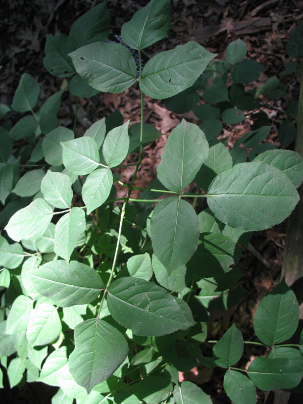 Staphylea trifolia  / Bladder Nut