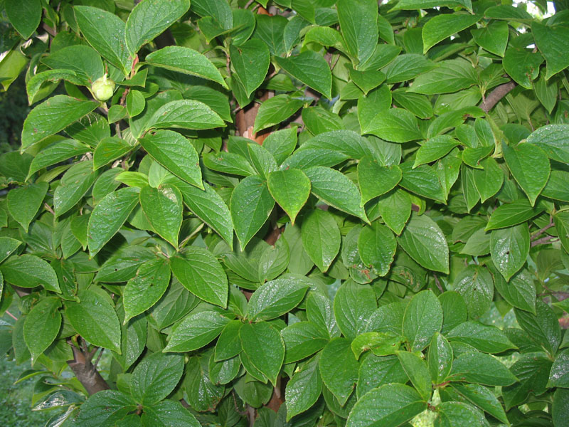 Stewartia koreana   / Korean Stewartia